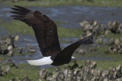 Flying Eagle With Fish