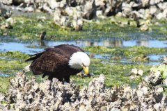 Eagle Eating 2