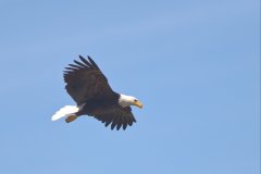 Flying Eagle 1