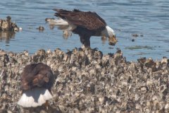 Eagle Eating