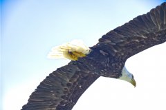 Eagle Up Close