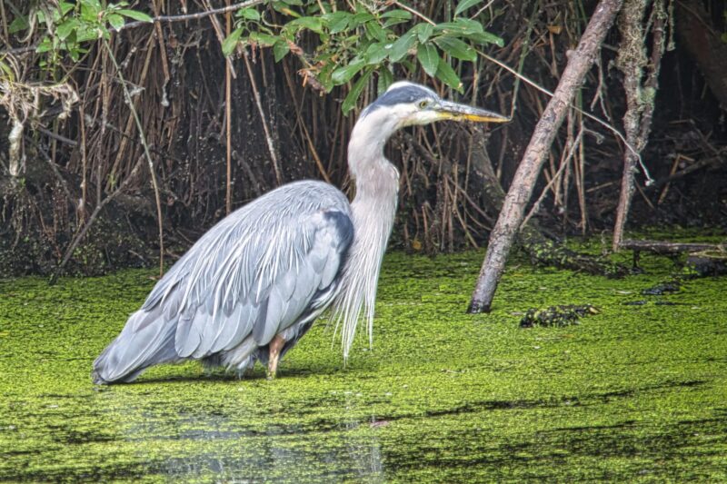 Heron