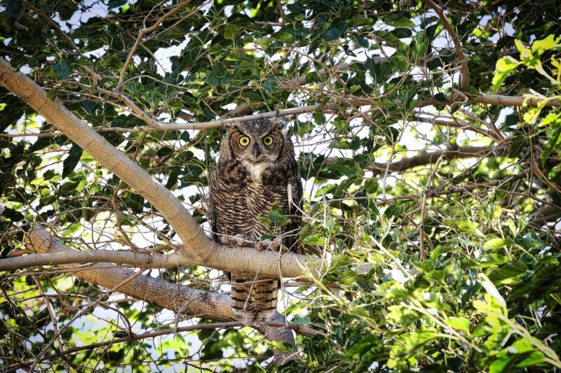 Owl